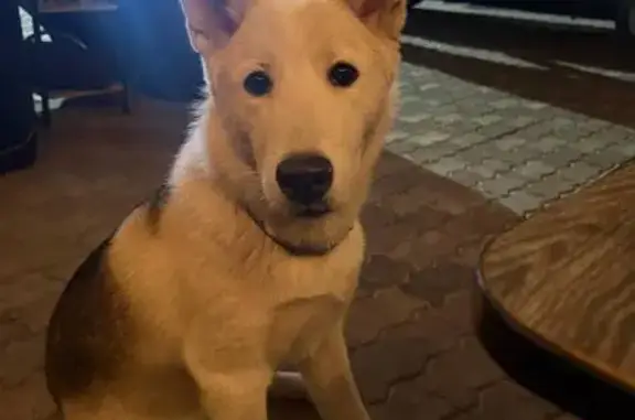 Пропала собака, Некрасова 45, Раменское