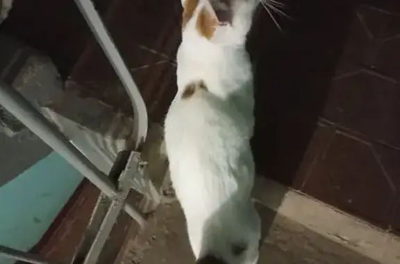 Найдена кошка, Йошкар-Ола, фото: Кошка найдена в подъезде, Йошкар-Ола