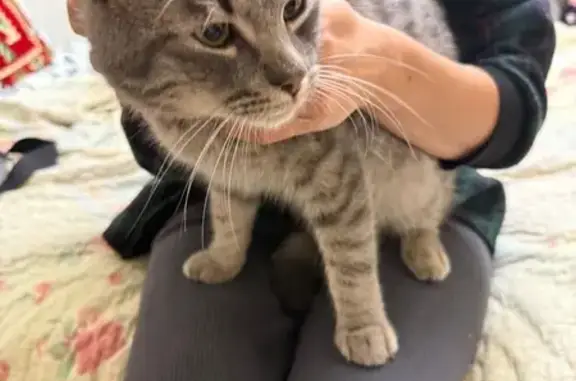 Найдена кошка, Санкт-Петербург, фото: Кошка найдена: ул. Коллонтай, СПб