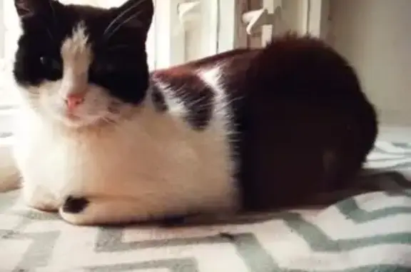 Кошки потеряшки, Псковская область, фото: Потеряшка кошка, Псков, Псковская обл.