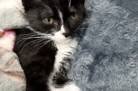 Найдена кошка, Волгоградская область, фото: Котёнок найден в Серафимовиче, Волгоградская область