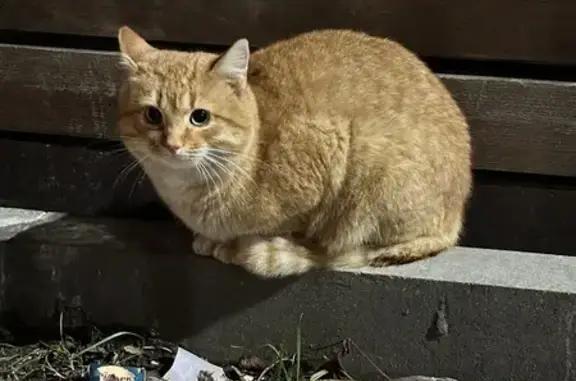 Найдена кошка, Брянск, фото: Кошка найдена, Войстроченко 3, Брянск