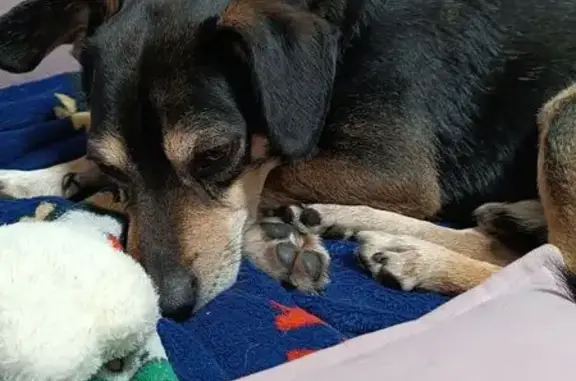 Найдена собака, Екатеринбург, фото: Найдена собака на улице Репина, Екатеринбург