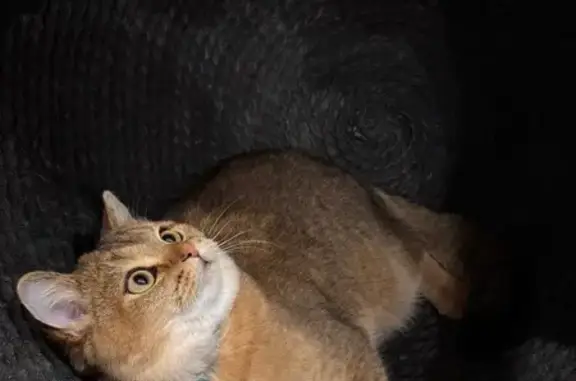 Кошки потеряшки, Ставрополь, фото: Потеряшка кошка, Тюльпановая ул., Ставрополь