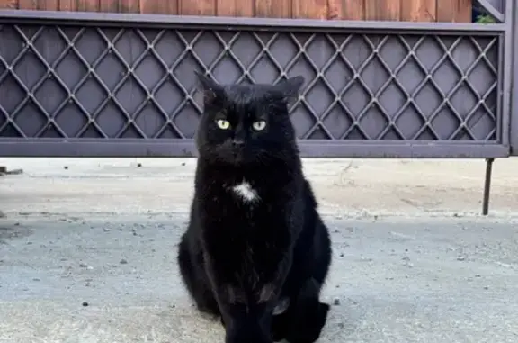 Пропала кошка, ул. Суворова, Железноводск