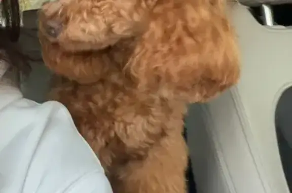 Пропала собака Тайсон, Голубицкая, КК