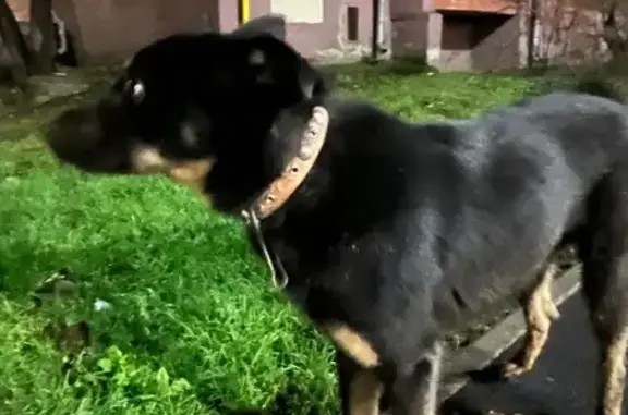 Найдена собака, Казань, фото: Собака найдена на Челюскина, 42А, Казань