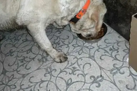 Найдена собака, , фото: Лабрадор найден: Земляничная 1, Оболдино