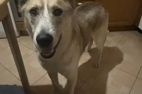 Собаки потеряшки, Москва, фото: Потеряшка собака на Генерала Белова, 55