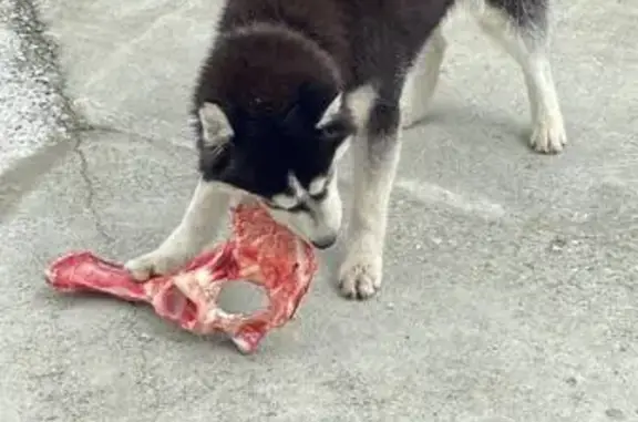 Пропала собака, СТ 