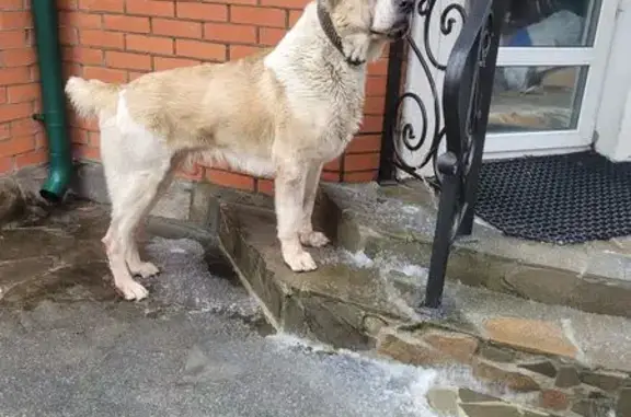 Найдена собака, Московская область, фото: Алабай найден: Московская обл.