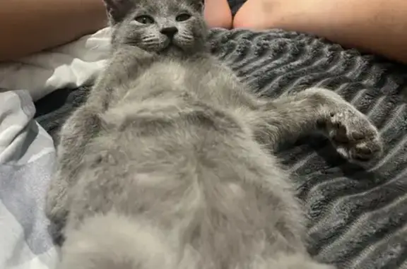 Найдена кошка, Краснодарский край, фото: Кошка найдена, Краснодар, Краснодарский край