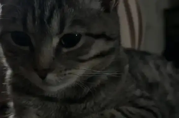 Пропала кошка, ул. Павлова 18, Курск