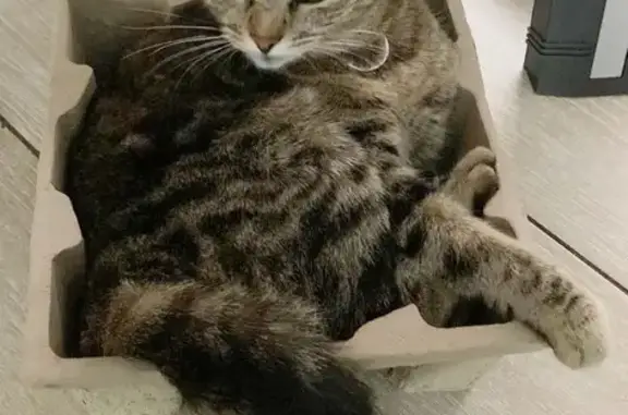 Пропала кошка в Калининце! Помогите найти!