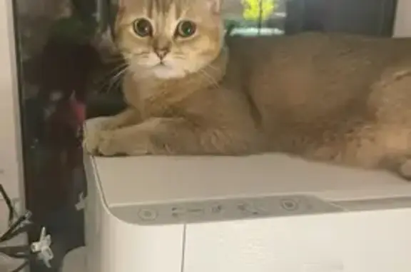 Пропала кошка, ул. Хмельницкого, 20, Сальск