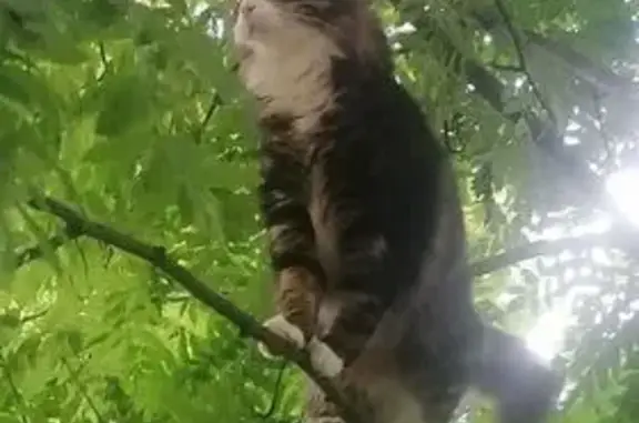 Пропала кошка у пр. Динамо, 24, СПб