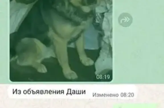 Пропала овчарка, Тэцевская ул., Казань