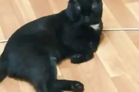 Пропала кошка, ул. Репина, 2А, Пермь