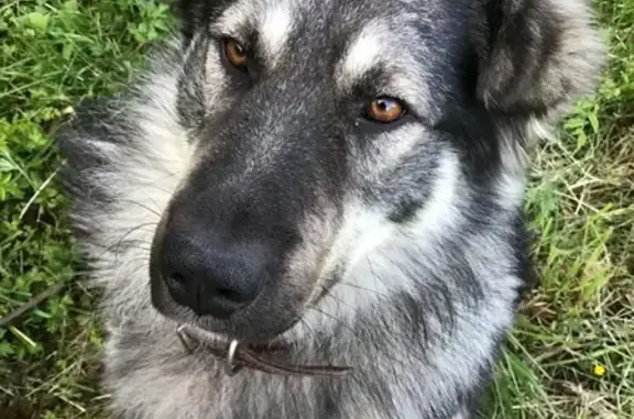 Пропала собака в Запорожском СП, Ленобласть