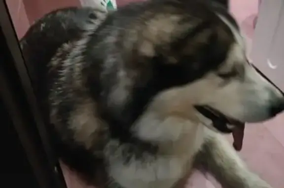 Найдена собака, Челябинск, фото: Найдена собака: Кыштымская ул. 32, Челябинск