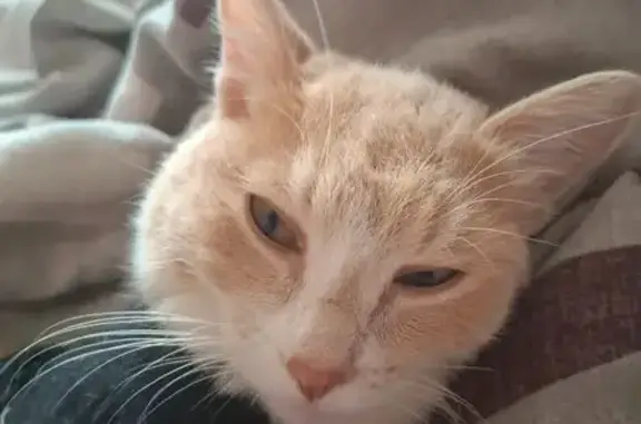 Пропала кошка, Ключевская 95, Красноярск