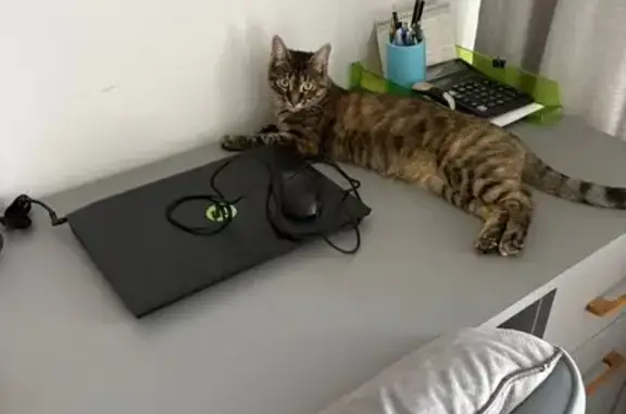 Пропала кошка, Винокурова 28к3, Москва