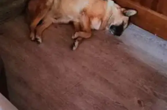 Собаки потеряшки, Самара, фото: Потеряшка собака, Самара, ул. 46