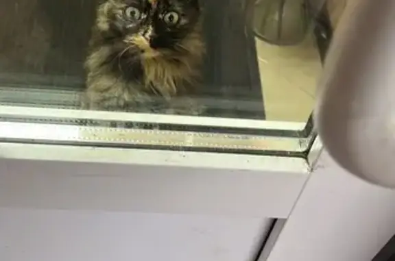 Найдена кошка, Подольск, фото: Красивая кошка найдена на ул. Горького