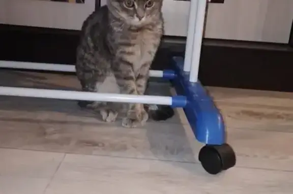 Пропала кошка, ул. Теплоэнергетиков, 13