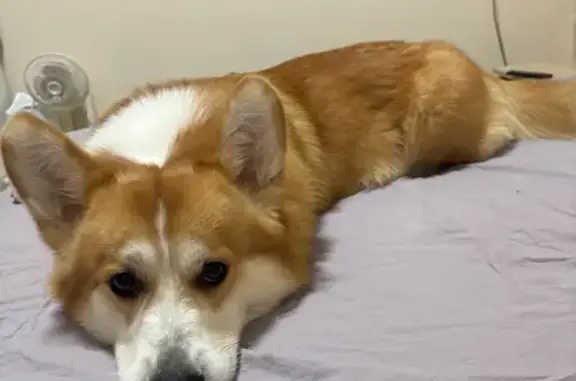 Пропала рыжая собака, Головино, МО