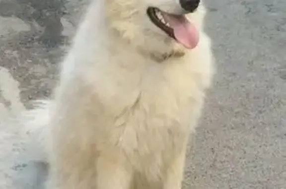 Пропала собака: Горный Щит-Верхнемакарово