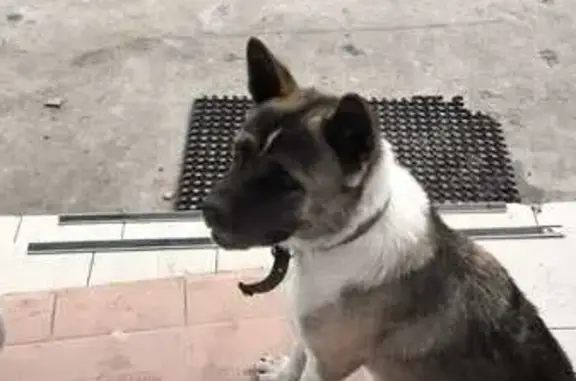 Пропала собака Джесси, Таганрог, 1-й пр.