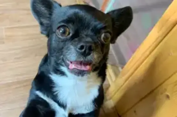 Пропала собака, Балашиха, МО