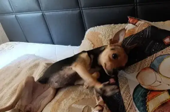 Собаки потеряшки, Краснодар, фото: Потеряшка собака на 2-я Пятилетка, 11