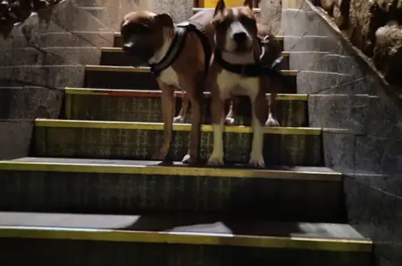 Объявления о пропавших и найденных животных, Тобольск, фото: Найдена собака: Тобольск, 69А