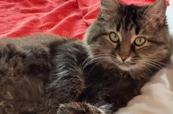 Кошки потеряшки, Самара, фото: Потеряшка кошка, Революционная 143, Самара