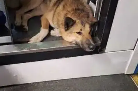 Найдена собака, Москва, фото: Собака найдена на ул. Большая Калитниковская