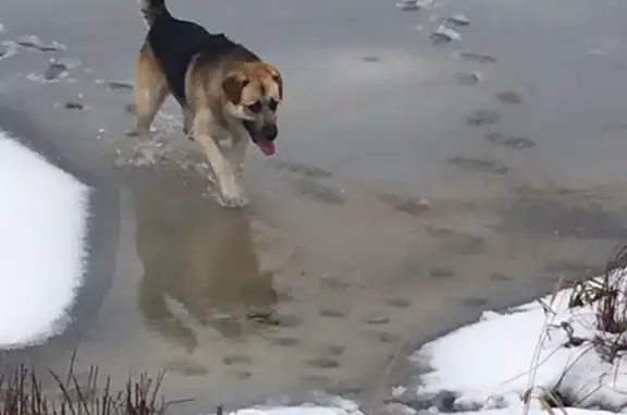Пропала собака, Яйва, Пермский край