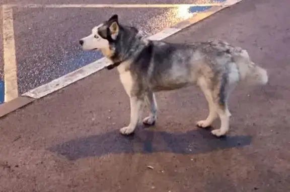 Найдена собака, Ульяновка, фото: Собака найдена: Московское шоссе, Ульяновка