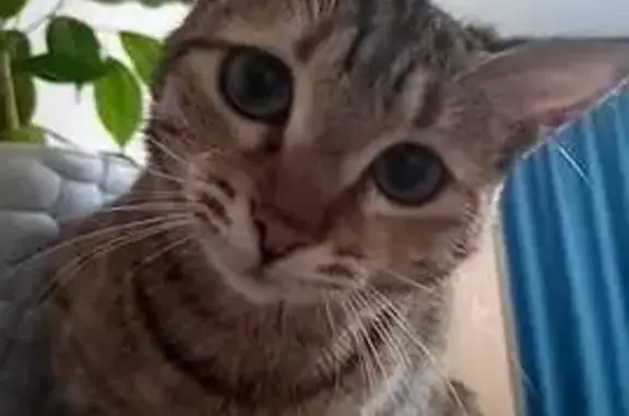 Кошки потеряшки, Алматы, фото: Кошка пропала: Аксай-4, д. 44А, Алматы