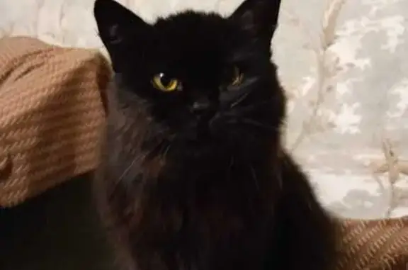 Пропала чёрная кошка, Тула, 7-й проезд