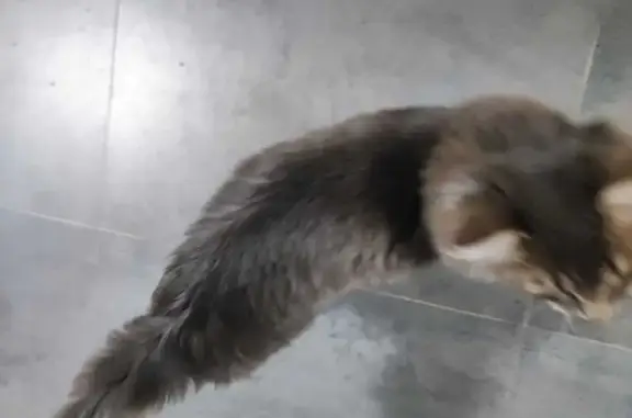 Найдена кошка, Лосино-Петровский, фото: Кошка найдена: ул. Пушкина, 8, Лосино-Петровский