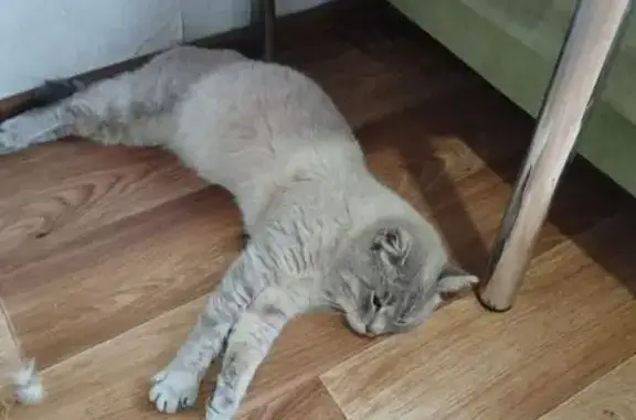 Найдена кошка, Иркутск, фото: Кошка найдена на ул. Баррикад, 175