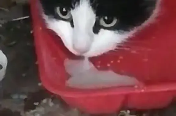 Кошка найдена в подвале, пер. Нечевский, Томск