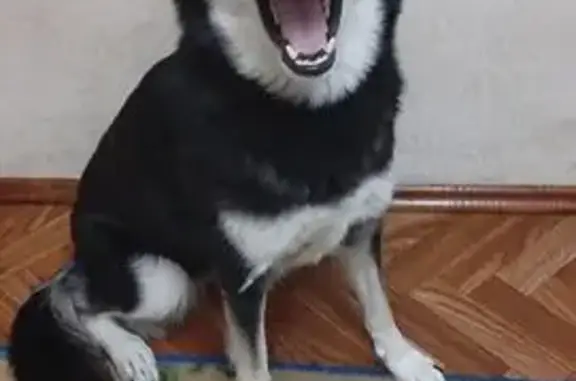 Собаки потеряшки, Сургут, фото: Потеряшка собака, Комсомольский пр., 42, Сургут