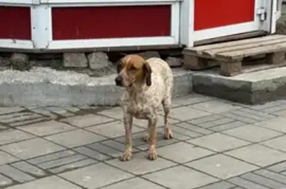 Найдена собака, Челябинская область, фото: Найдена собака у ост. 