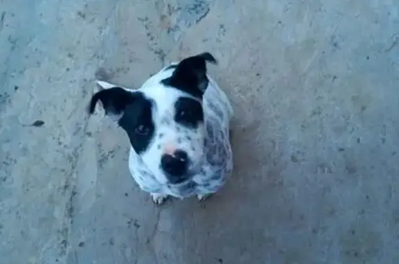 Найдена собака, Элиста, фото: Щенок найден на проезде Сяяхн Тенгр, 35