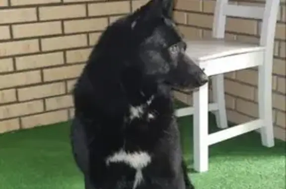 Найдена собака, , фото: Собака найдена: Новая ул., 11, Молзино