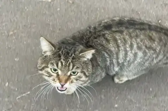 Найдена кошка, Москва, фото: Кошка найдена: ул. Кубинка, 15 к1, Москва