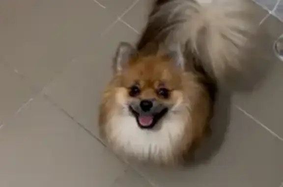 Собаки потеряшки, Челябинск, фото: Потеряшка собака, Славянская ул., Челябинск